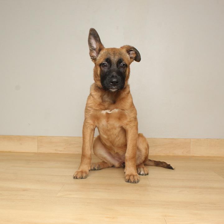 Shiloh D66874, Adoptable, Puppy Male Belgian Shepherd / Malinois & Shepherd.
