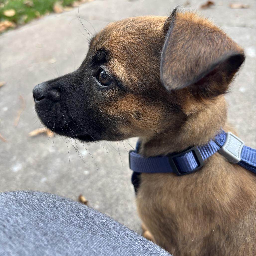 Shiloh D66874, a Adoptable mixed breed in Minnetonka, MN image 4/6