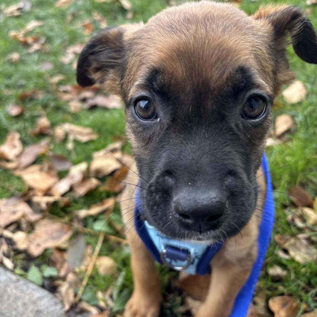 Shiloh D66874, a Adoptable mixed breed in Minnetonka, MN image 5/6