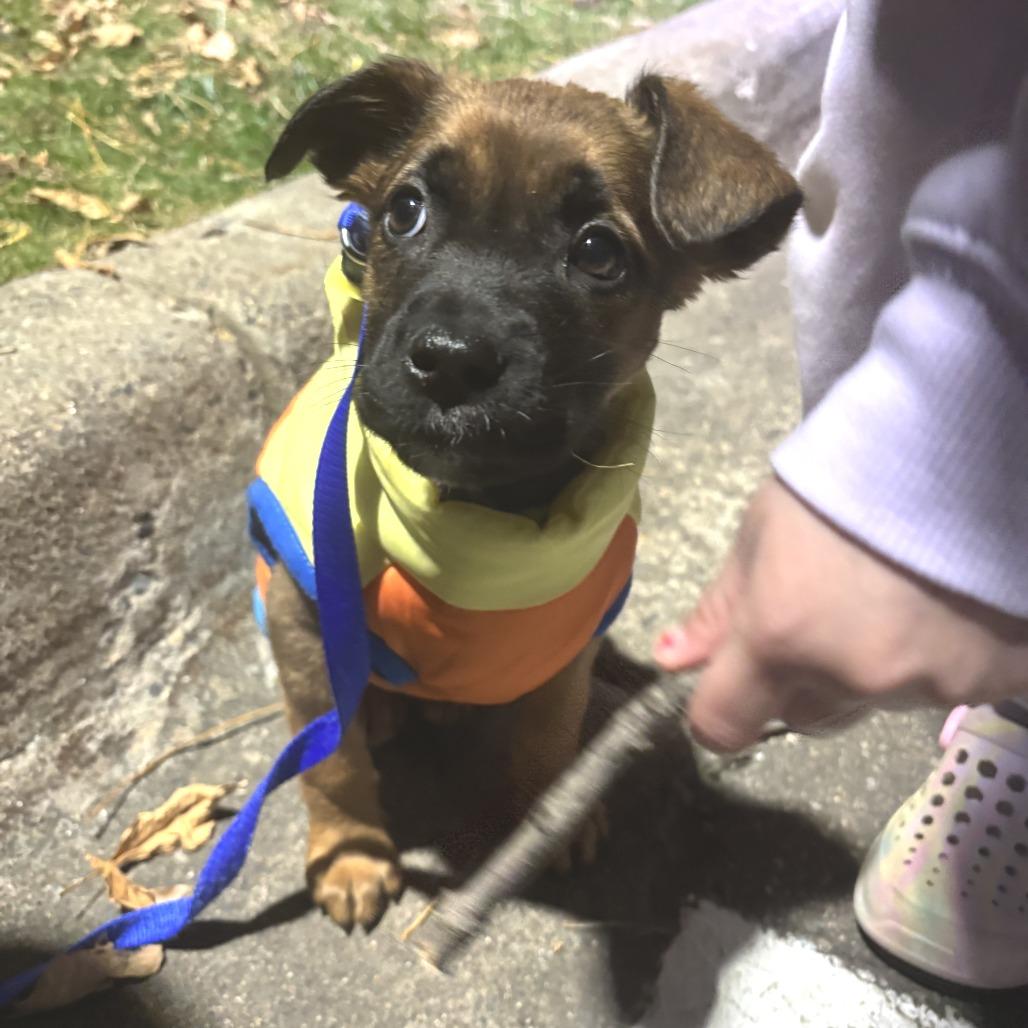 Shiloh D66874, a Adoptable mixed breed in Minnetonka, MN image 6/6