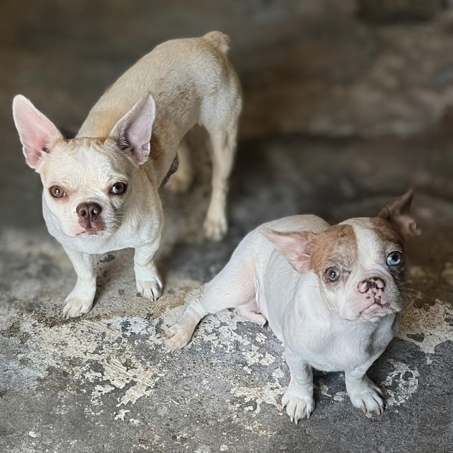 Enlarge Trio: Stella, Vera and Halston - Phoenix area, a ADOPTABLE mixed breed in Mayer, AZ image 2/3
