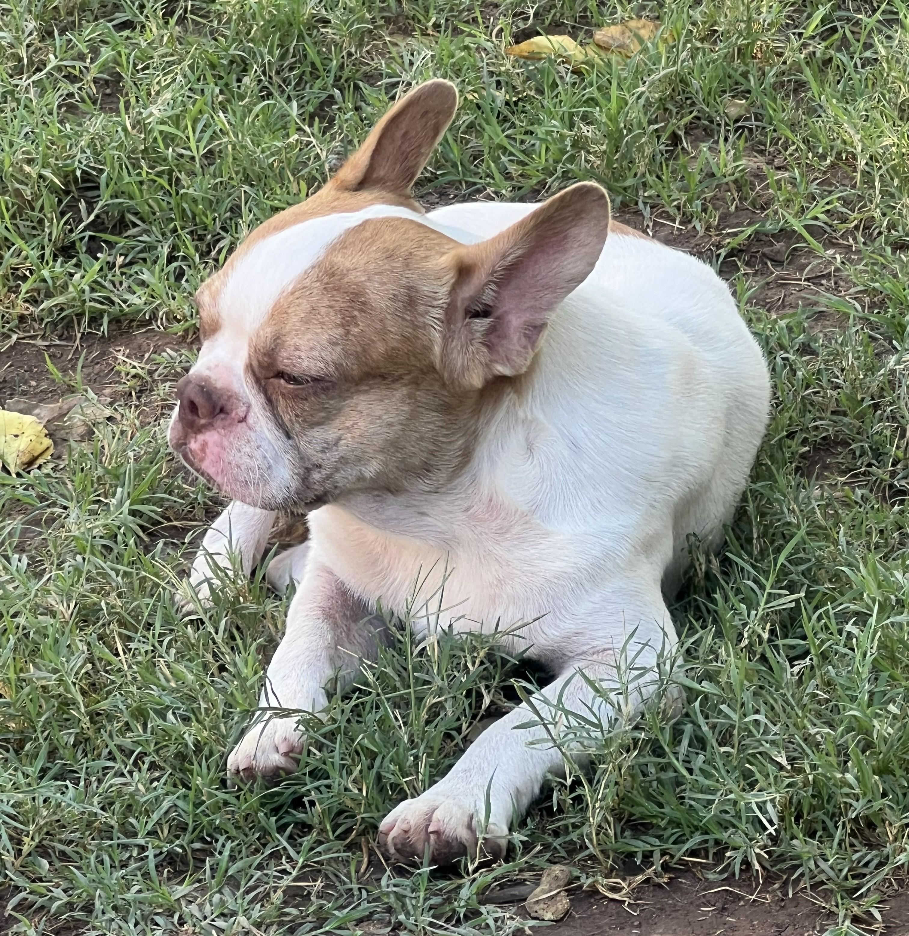 Enlarge Trio: Stella, Vera and Halston - Phoenix area, a ADOPTABLE mixed breed in Mayer, AZ image 3/3