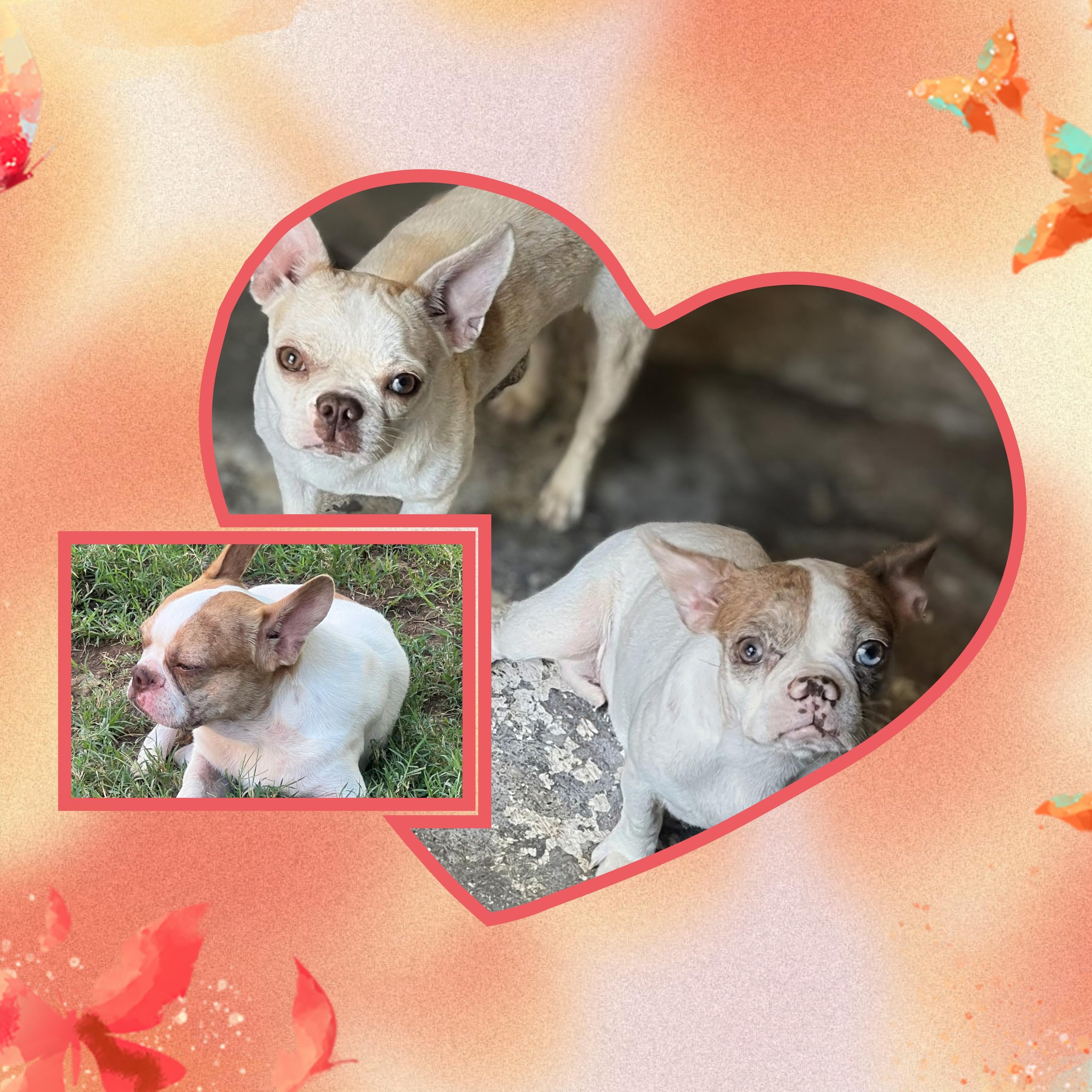 Enlarge Trio: Stella, Vera and Halston - Phoenix area, a ADOPTABLE mixed breed in Mayer, AZ image 1/3