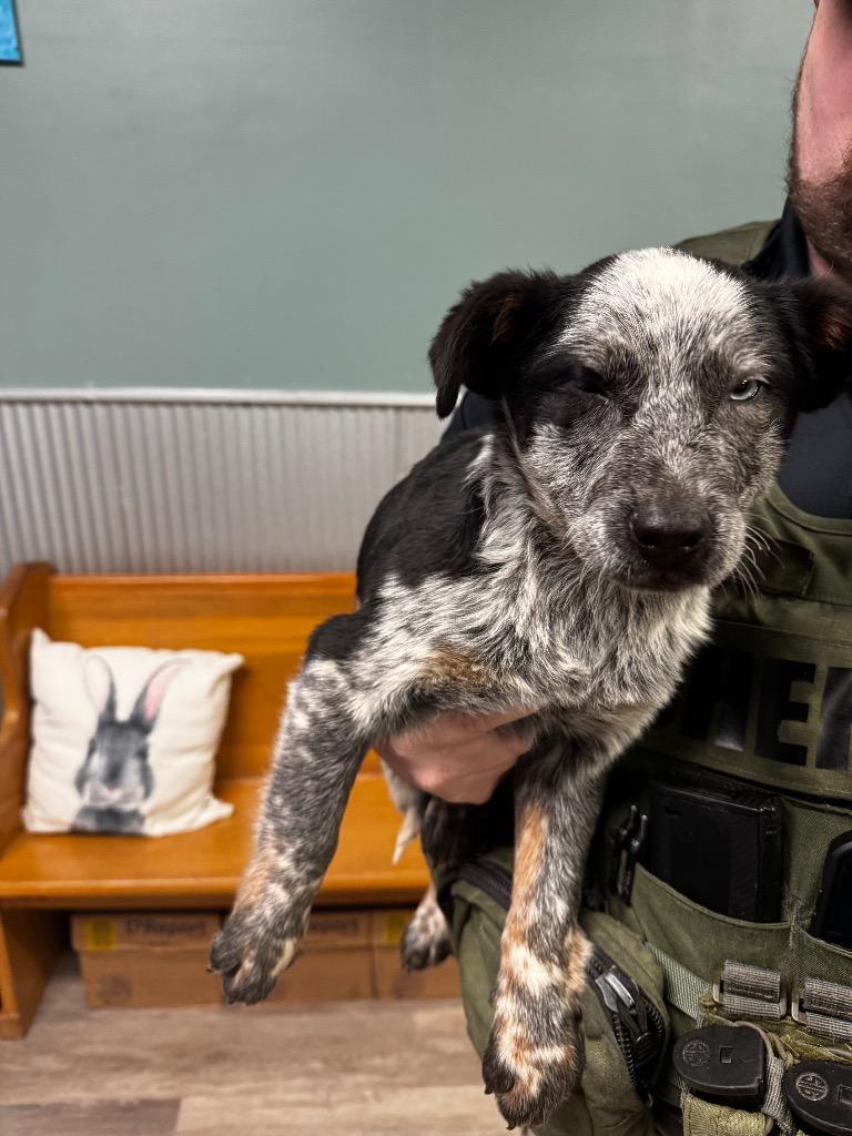 Jedda, Adopted, Puppy Female Mixed Breed.