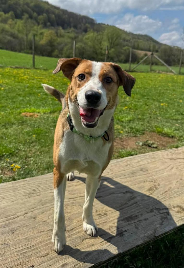 Ranger ***NEW / YOUNG***, Adoptable, Young Male Coonhound.