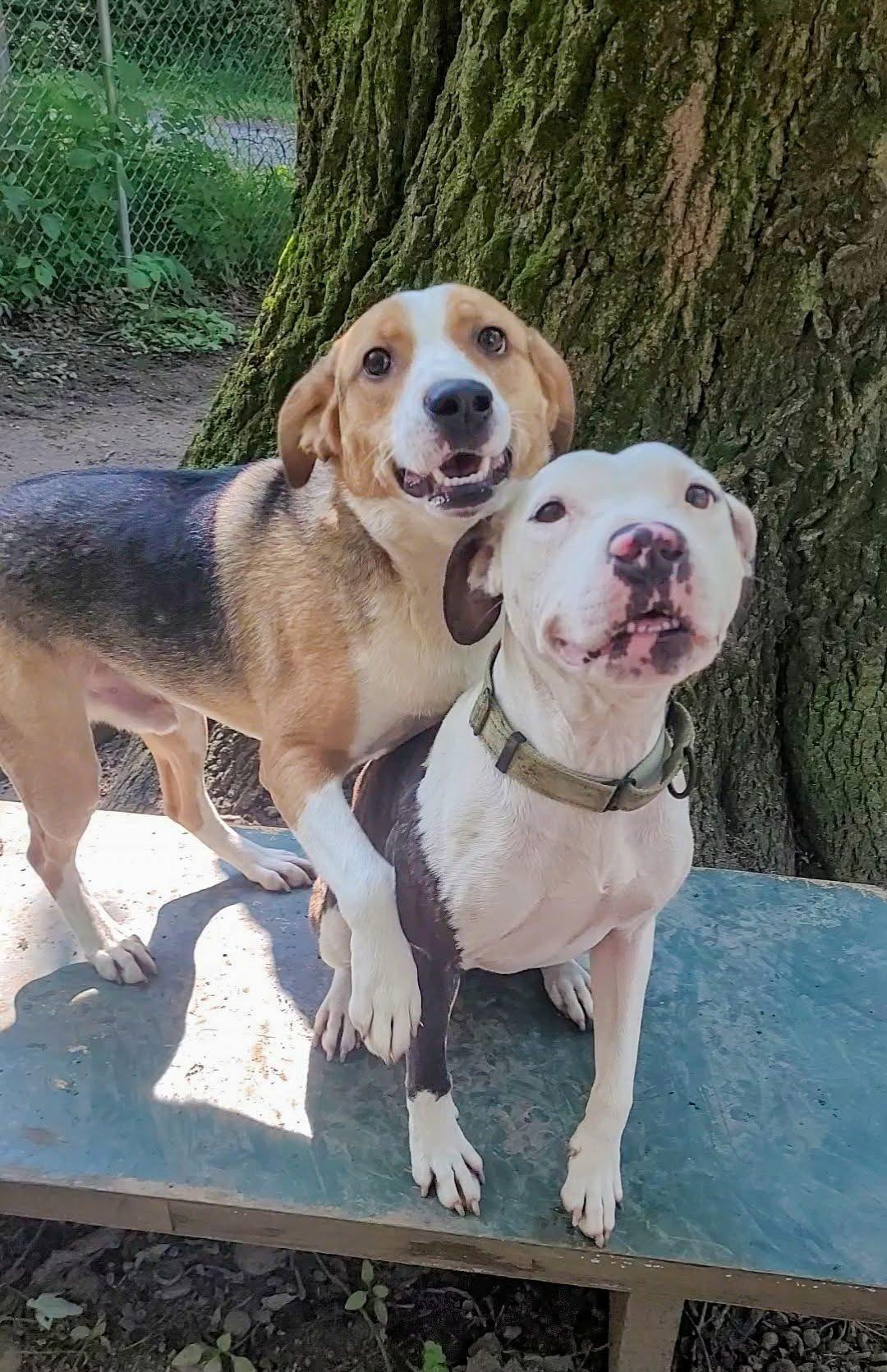 Enlarge Ranger ***NEW / YOUNG***, a Adoptable Coonhound in Salamanca, NY image 2/3