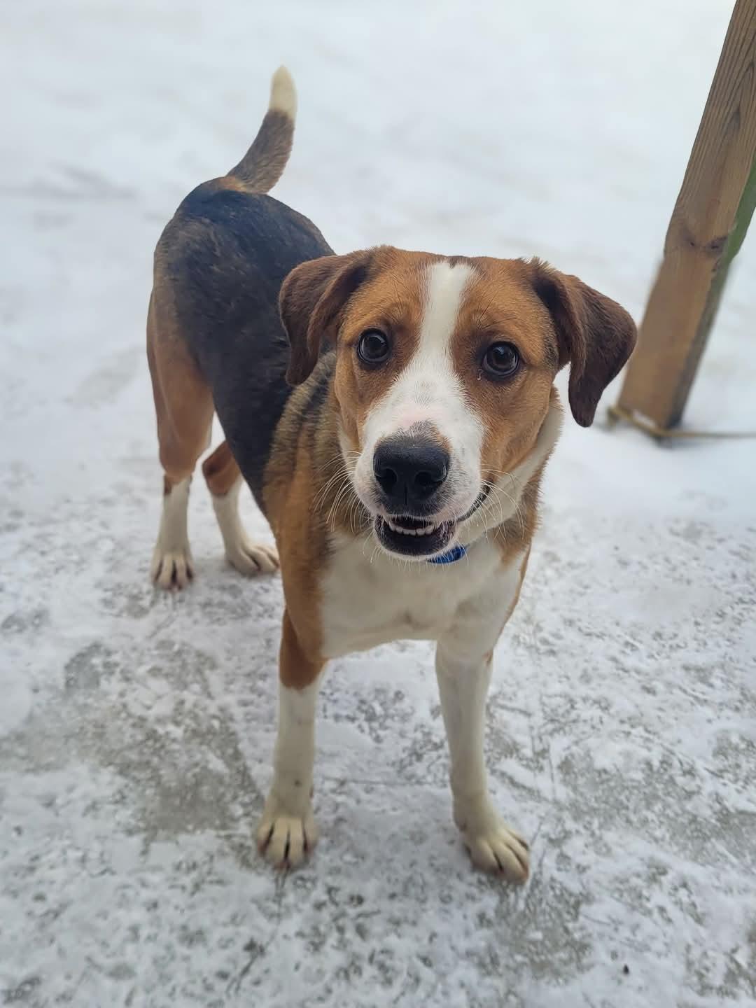 Enlarge Ranger ***NEW / YOUNG***, a Adoptable Coonhound in Salamanca, NY image 3/3