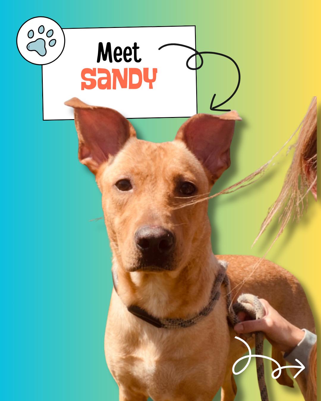 Sandy, Adoptable, Young Female Carolina Dog.