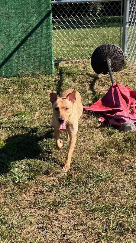 Enlarge Sandy, a Adoptable mixed breed in Sulphur, KY image 4/4