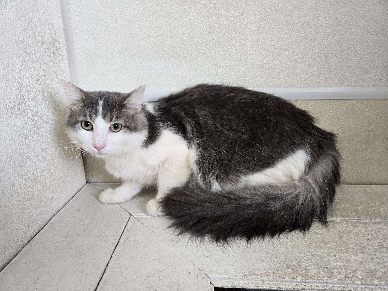 Ghost, Adoptable, Adult Male Domestic Long Hair.