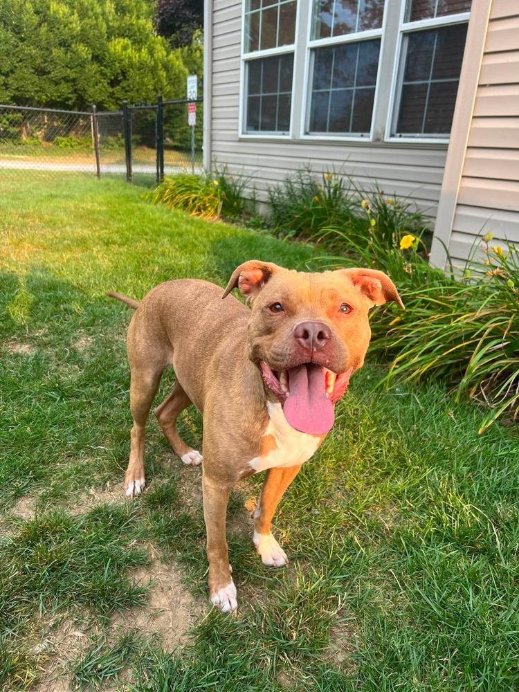 Bunny, Adoptable, Adult Female Pit Bull Terrier.
