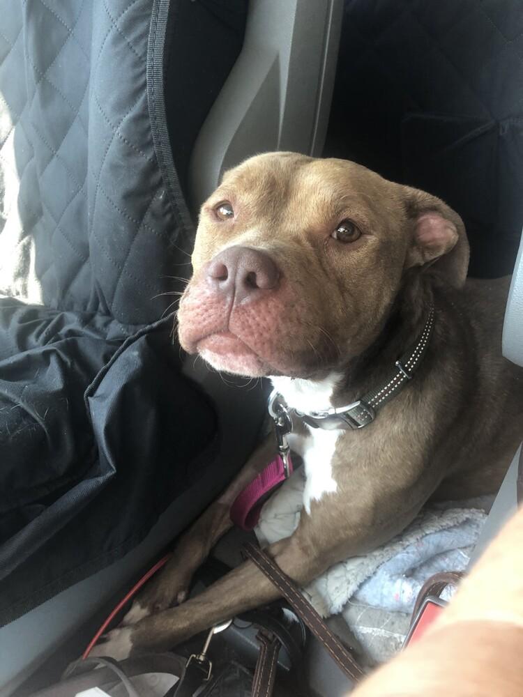 Enlarge Bunny, a Adoptable Pit Bull Terrier in Indianapolis, IN image 2/6