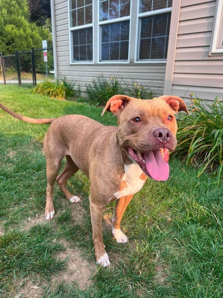 Enlarge Bunny, a Adoptable Pit Bull Terrier in Indianapolis, IN image 3/6