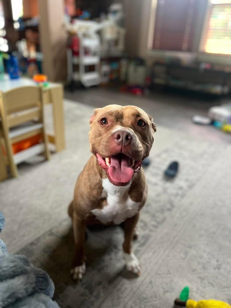Enlarge Bunny, a Adoptable Pit Bull Terrier in Indianapolis, IN image 5/6