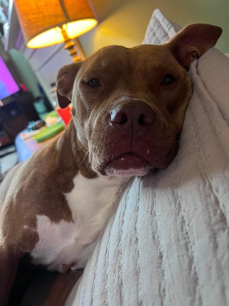 Enlarge Bunny, a Adoptable Pit Bull Terrier in Indianapolis, IN image 6/6