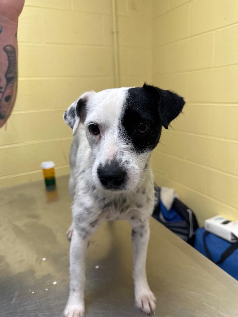 PURDY, Adopted, Young Female Jack Russell Terrier & Mixed Breed.