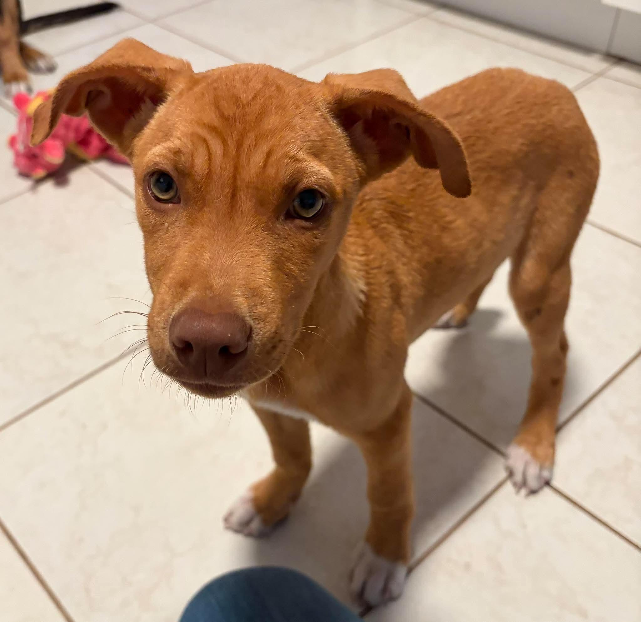 Dobby, Adopted, Puppy Male Mixed Breed.