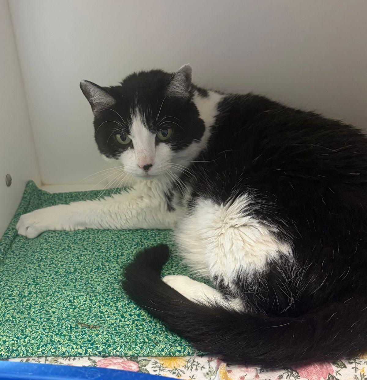 Niko, Adoptable, Adult Female Domestic Short Hair.
