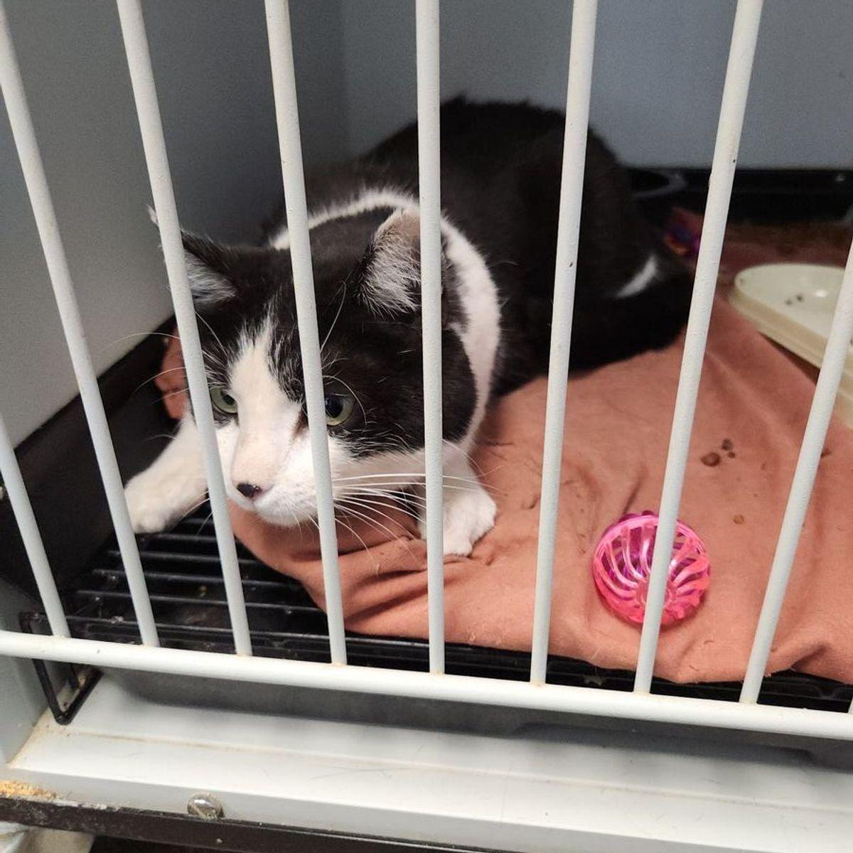 Enlarge Niko, a Adoptable Domestic Short Hair in Kingman, AZ image 2/2