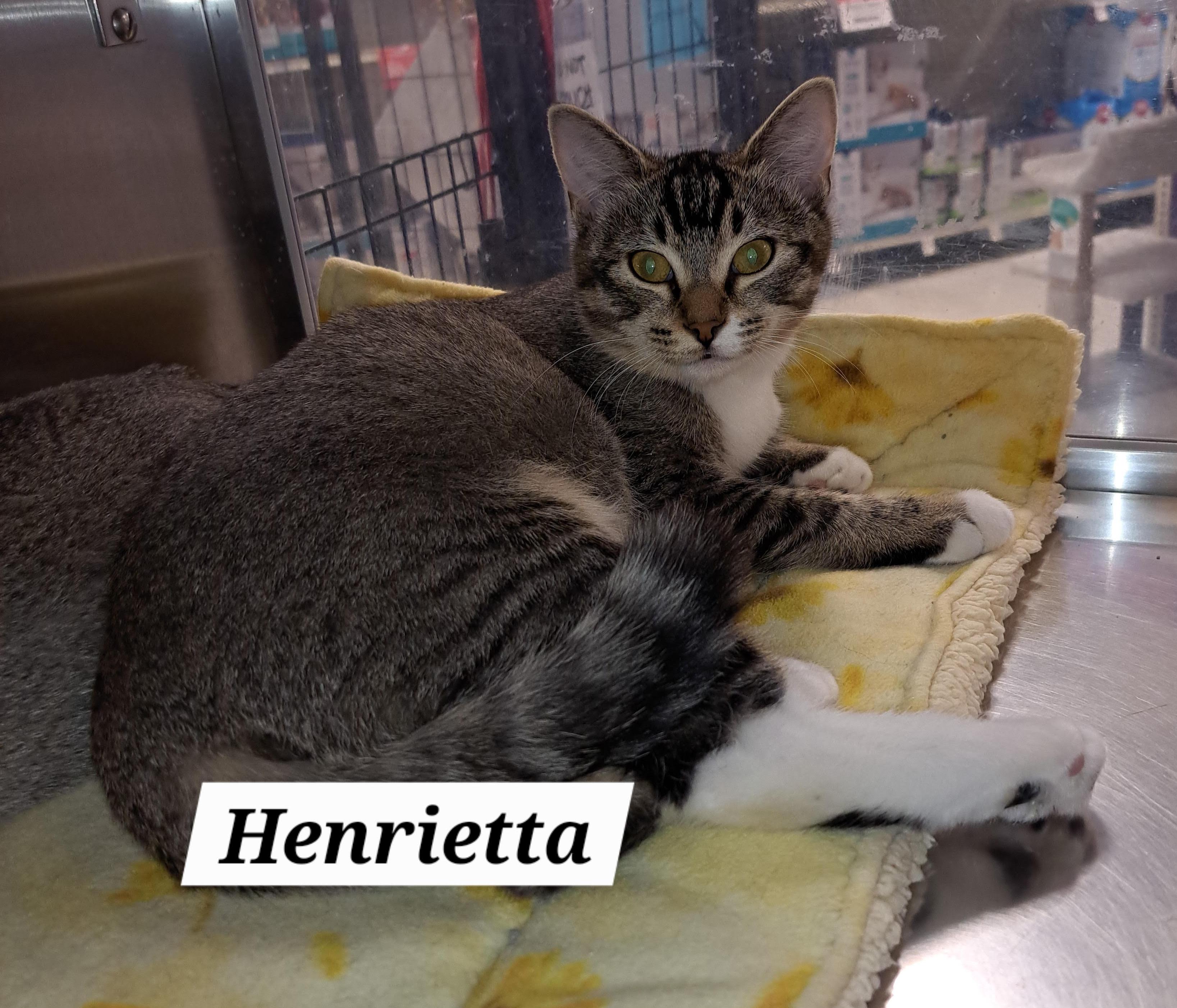 Henriettac thumbnail 2