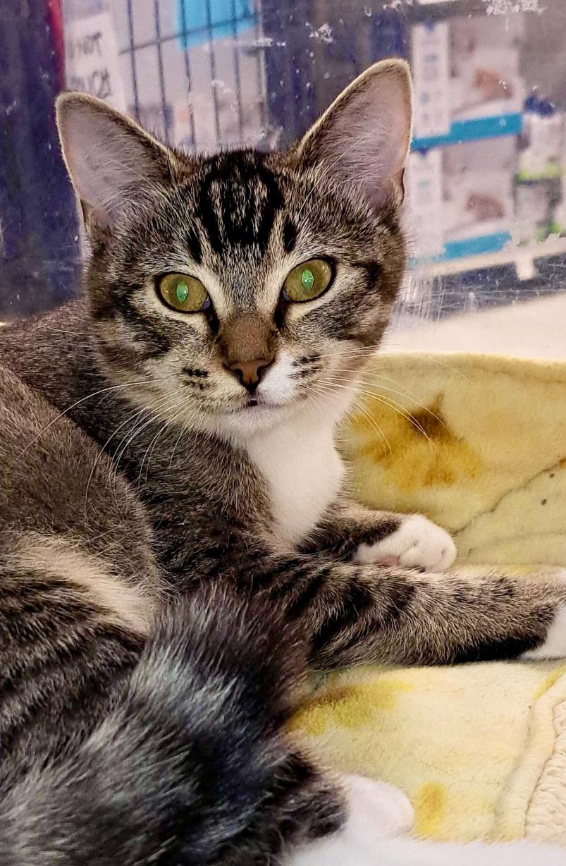 Henriettac thumbnail 3