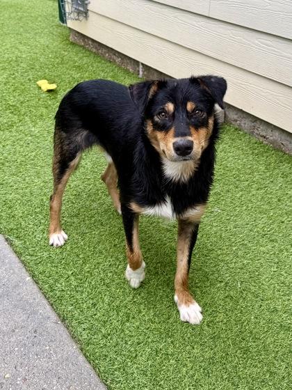 Jonah, Adoptable, Young Male Terrier & Mixed Breed.