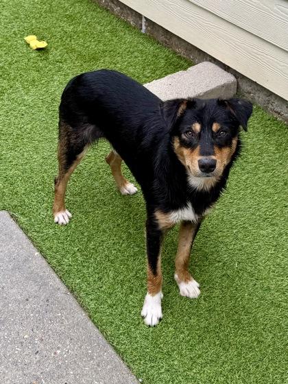 Jonah, a Adoptable mixed breed in Picayune, MS image 2/3