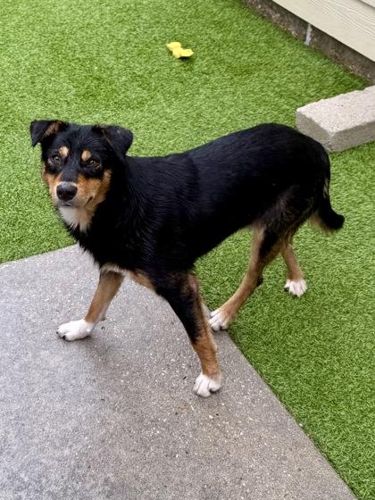 Jonah, a Adoptable mixed breed in Picayune, MS image 3/3