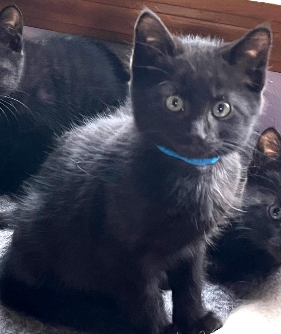 Buzz, ADOPTABLE, Kitten Male Bombay & American Shorthair.