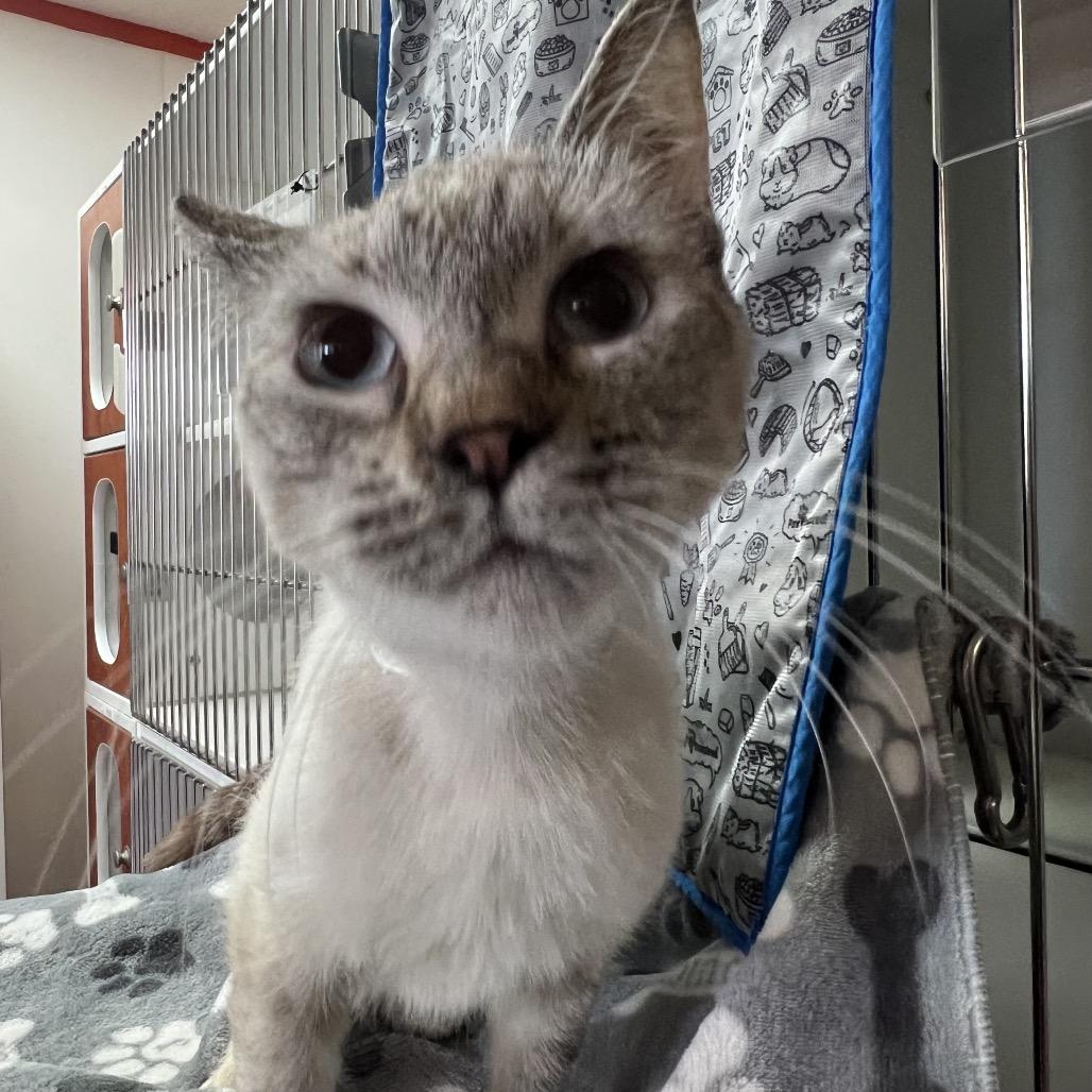 Sammy, Adoptable, Adult Female Siamese.