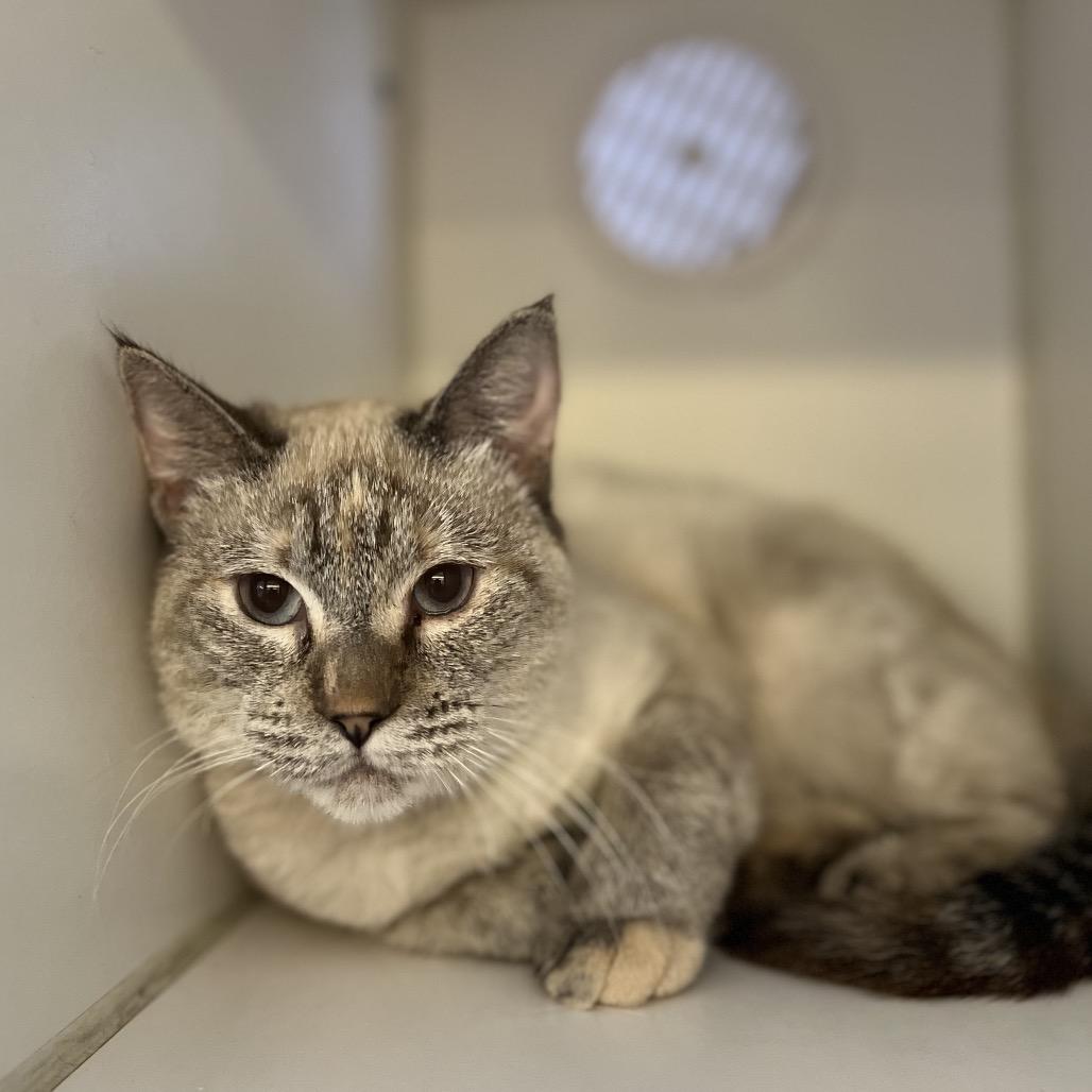 Enlarge Sammy, a Adoptable Siamese in San Gabriel, CA image 1/3
