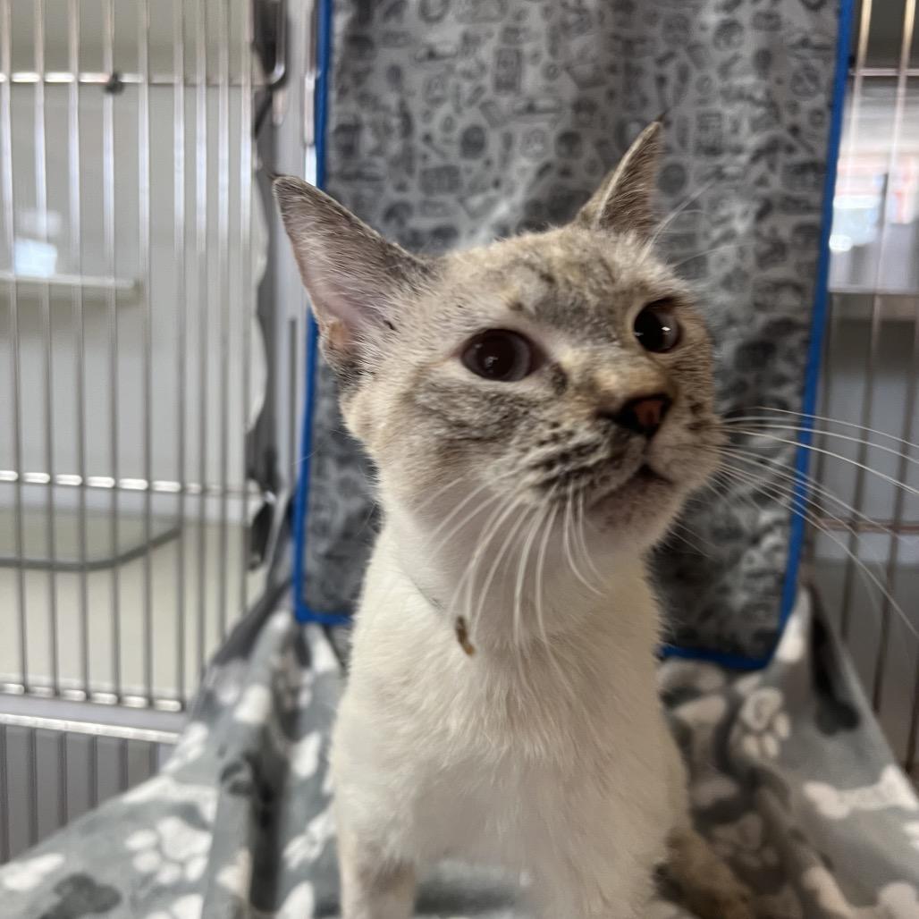 Sammy, a Adoptable Siamese in San Gabriel, CA image 2/5
