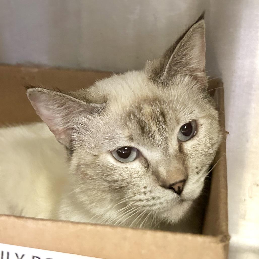 Sammy, a Adoptable Siamese in San Gabriel, CA image 3/5