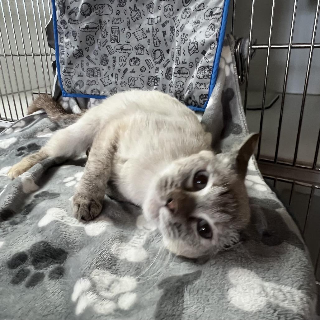 Sammy, a Adoptable Siamese in San Gabriel, CA image 4/5