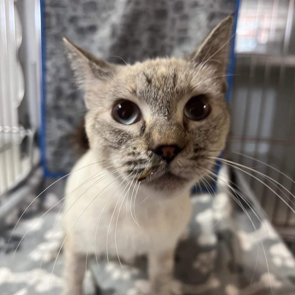 Sammy, a Adoptable Siamese in San Gabriel, CA image 5/5