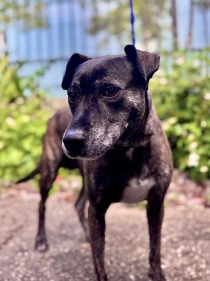 Enlarge Winter, a Adoptable mixed breed in New Orleans, LA image 1/1