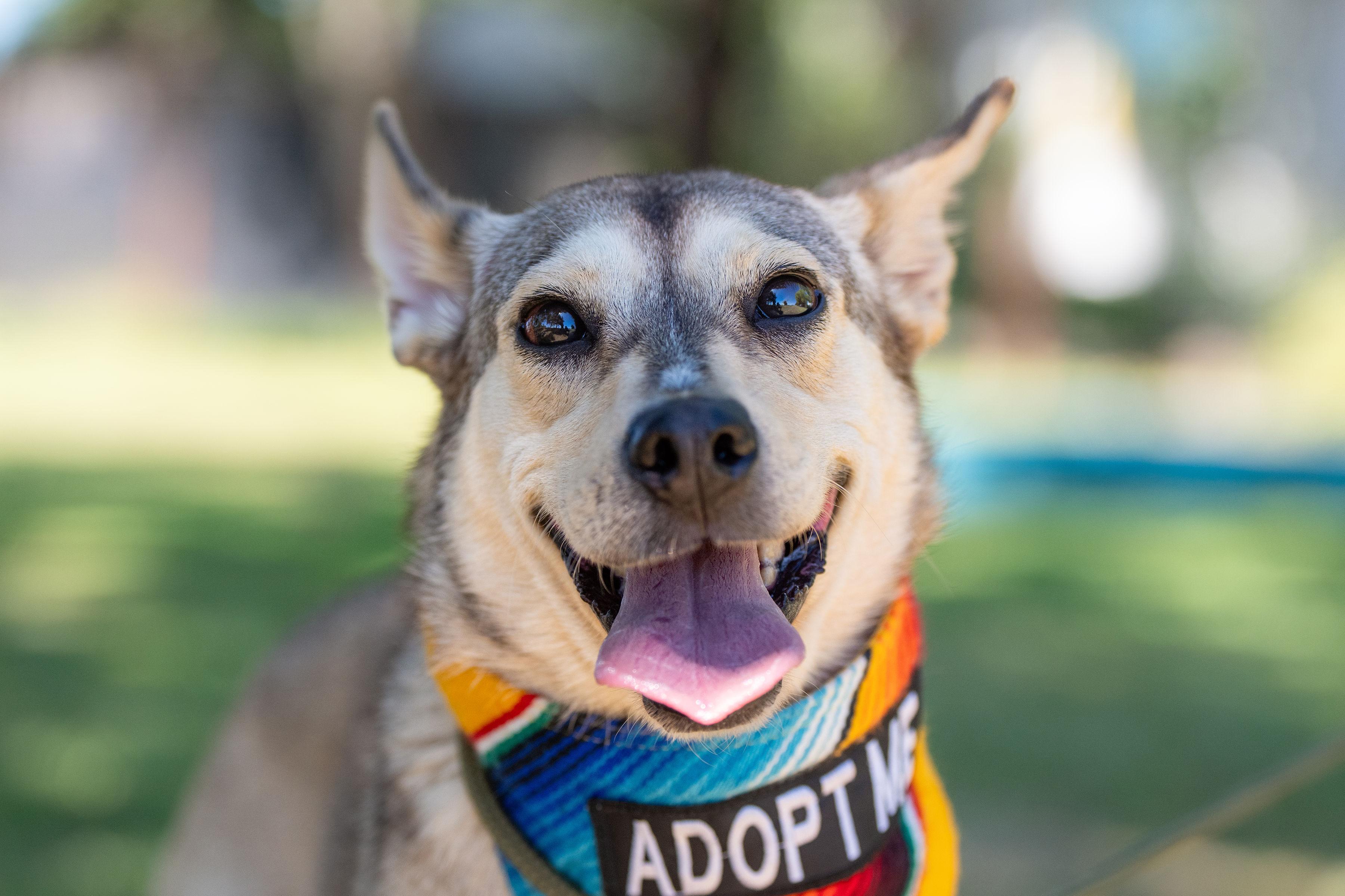 Tulip, a ADOPTABLE mixed breed in Santa Rosa, CA image 2/6