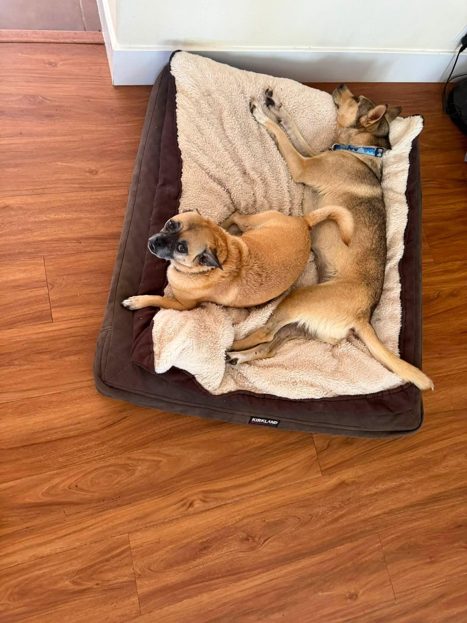 Tulip, a ADOPTABLE mixed breed in Santa Rosa, CA image 6/6