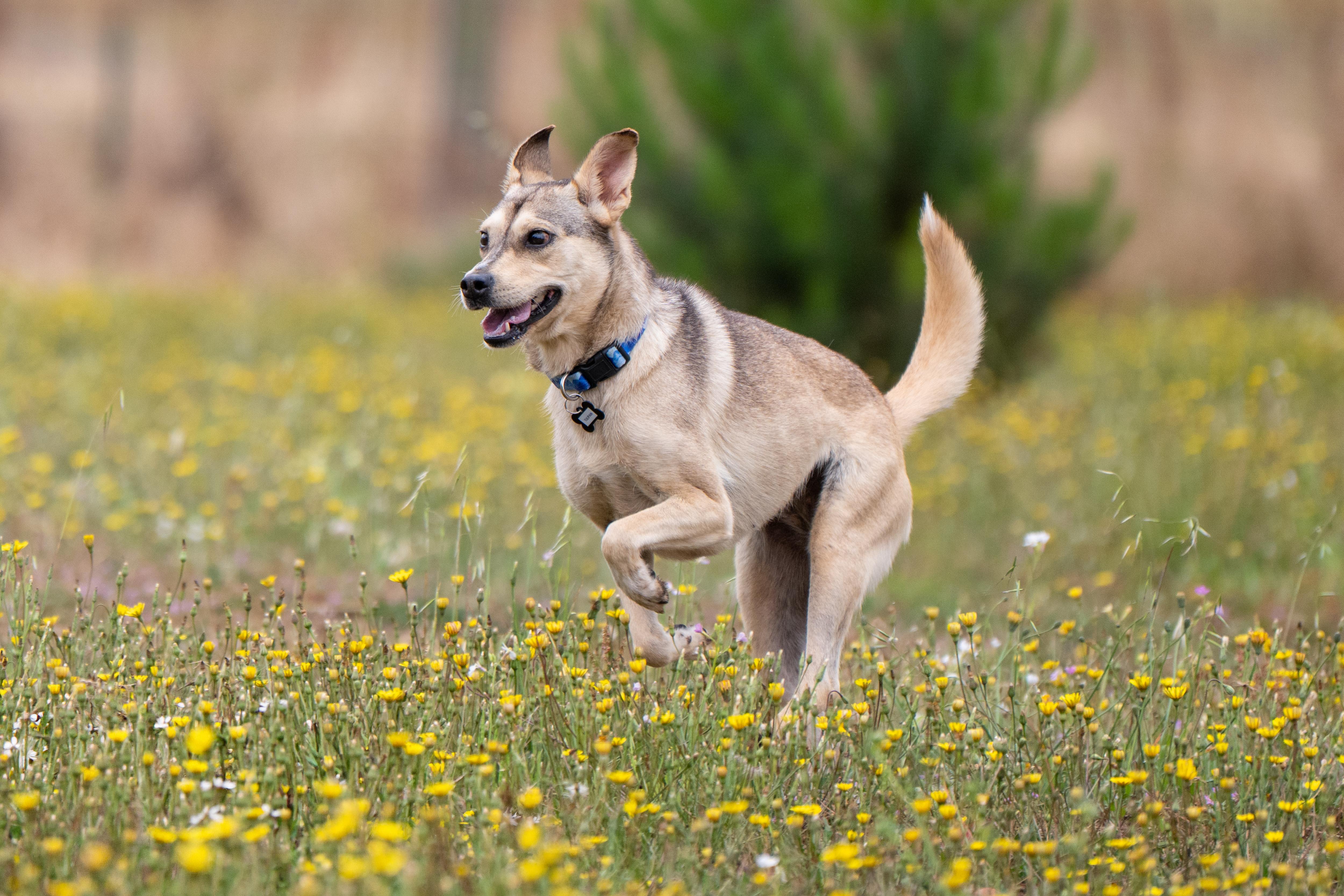 Tulip, a ADOPTABLE mixed breed in Santa Rosa, CA image 4/6