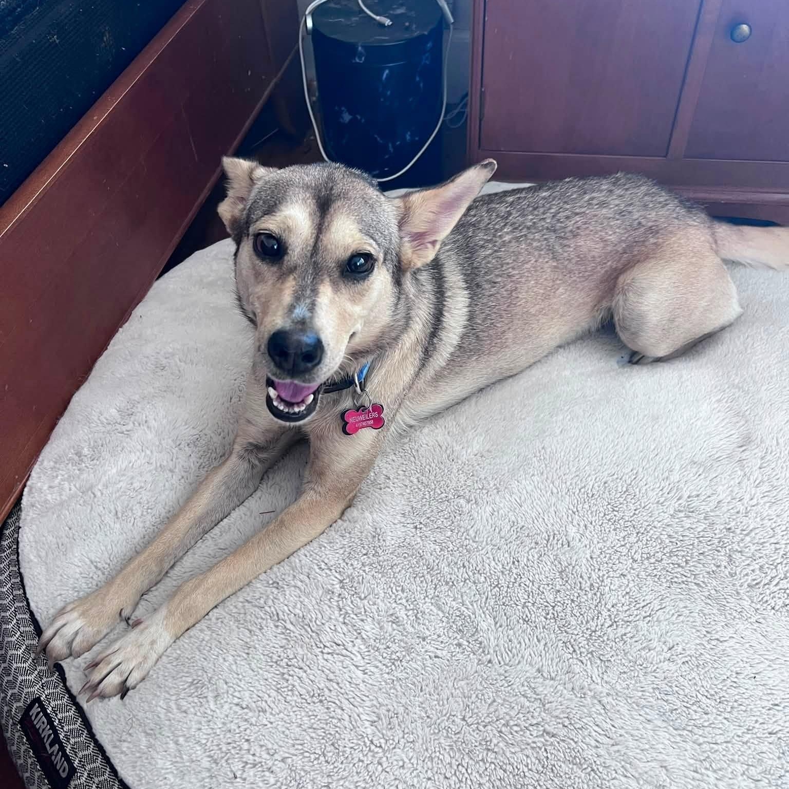Tulip, ADOPTABLE, Young Female Siberian Husky & Shepherd.