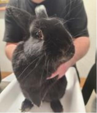 Enlarge Miles, a Adoptable American in Worcester, MA image 3/5