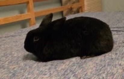 Enlarge Miles, a Adoptable American in Worcester, MA image 5/5