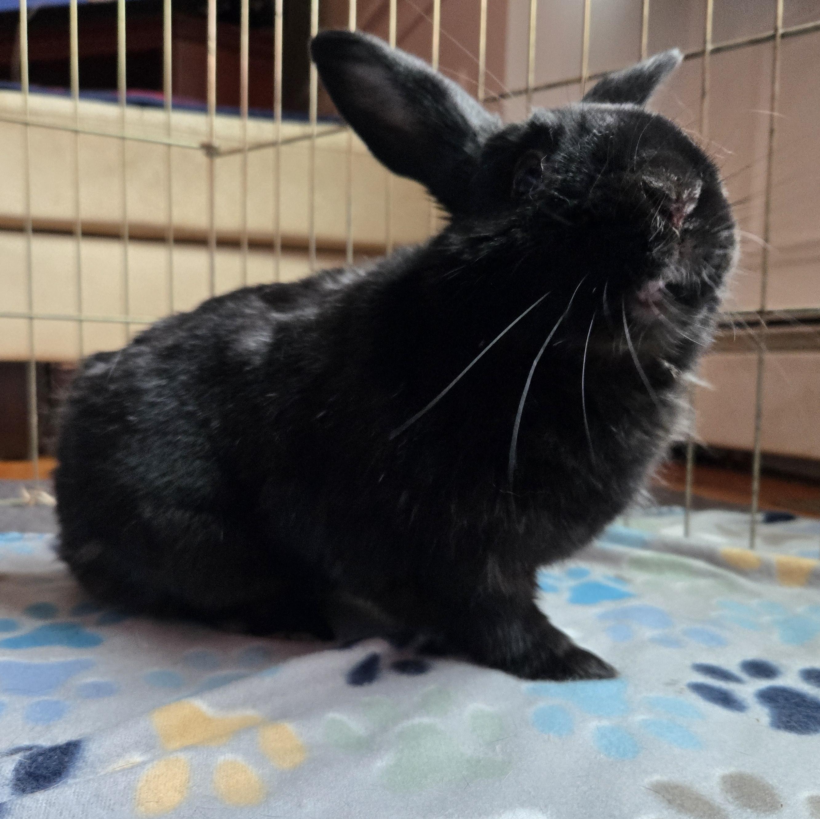 Enlarge Miles, a Adoptable American in Worcester, MA image 4/5