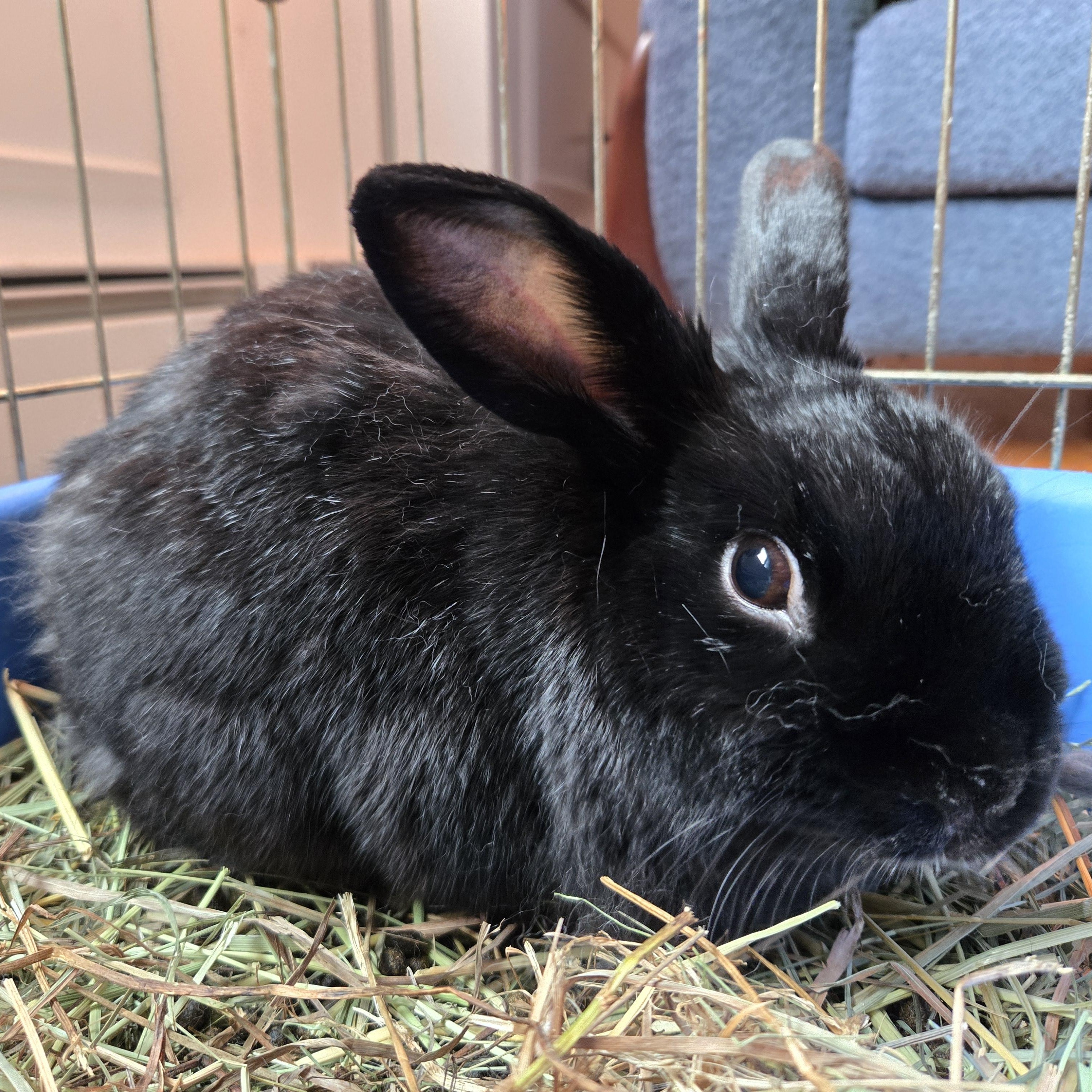 Miles, Adoptable, Adult Male American.
