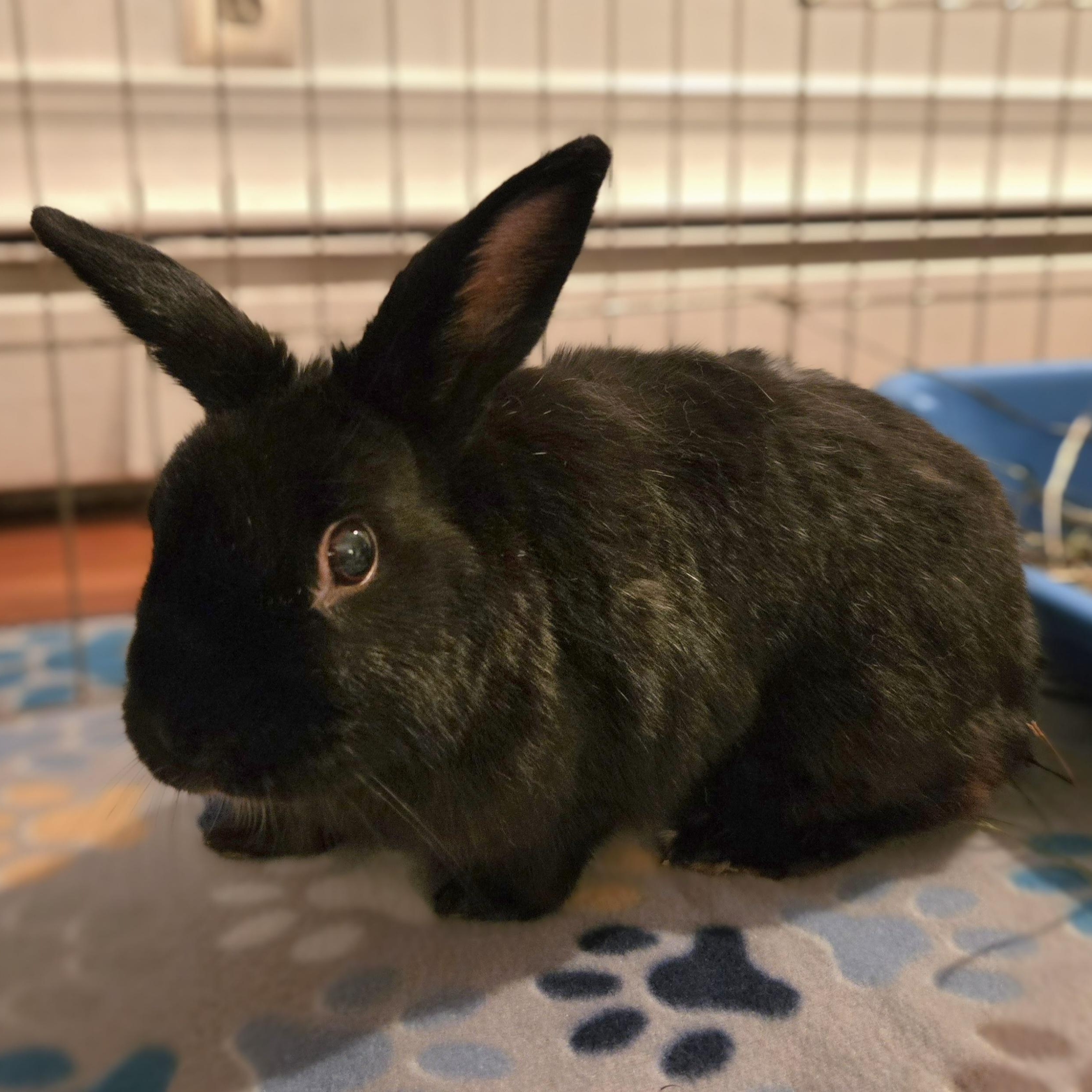 Enlarge Miles, a Adoptable American in Worcester, MA image 2/5