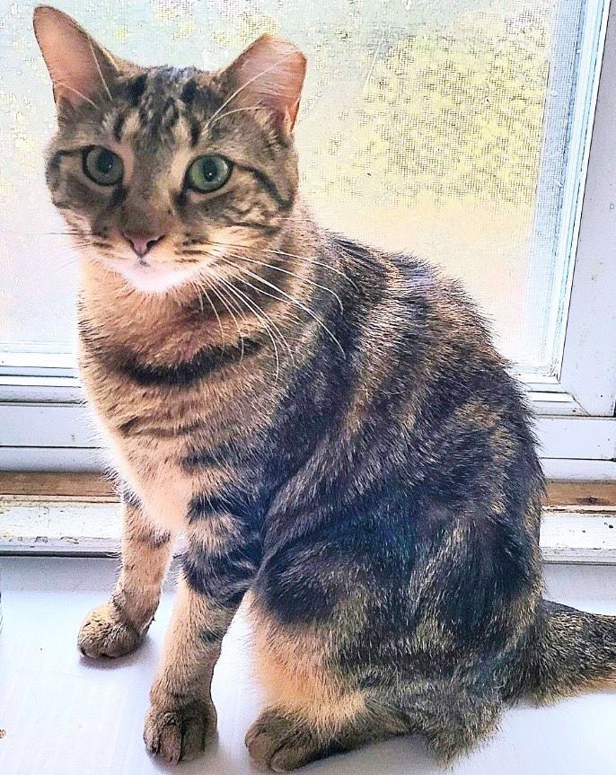 Enlarge Almond, a Adoptable Domestic Short Hair in Huntington, NY image 1/2