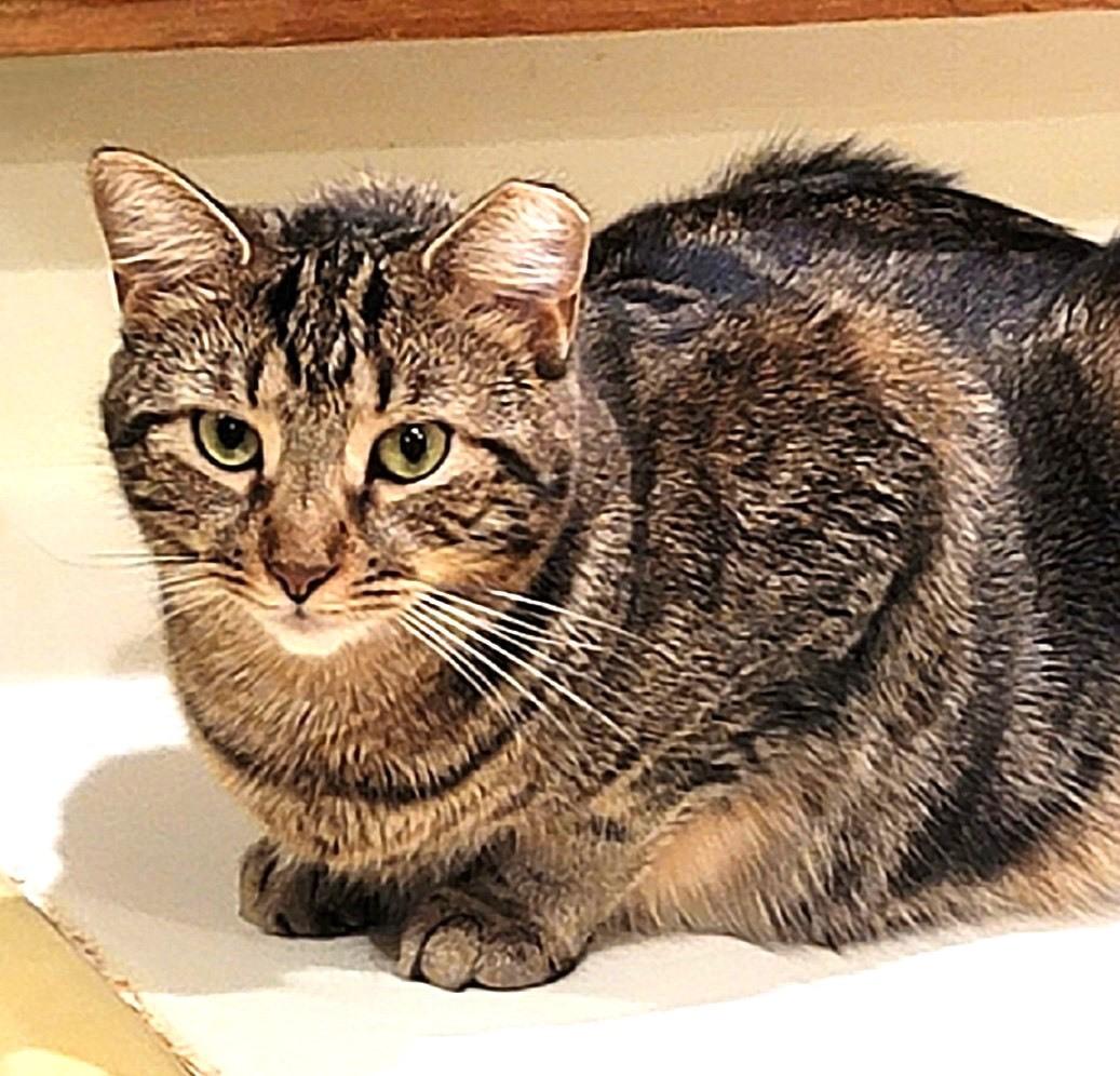 Enlarge Almond, a Adoptable Domestic Short Hair in Huntington, NY image 2/2