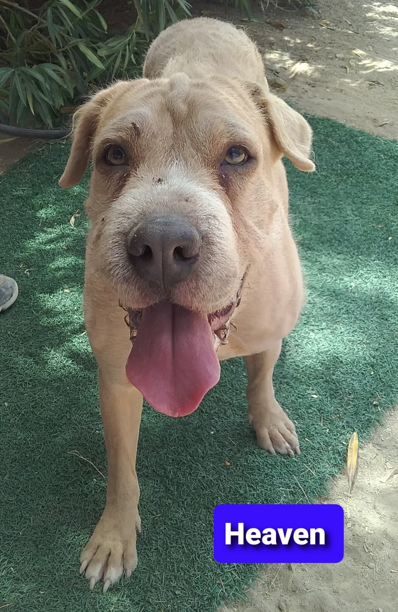 Heaven, an adoptable Shar-Pei, Wirehaired Terrier in Las Vegas, NV, 89136 | Photo Image 1