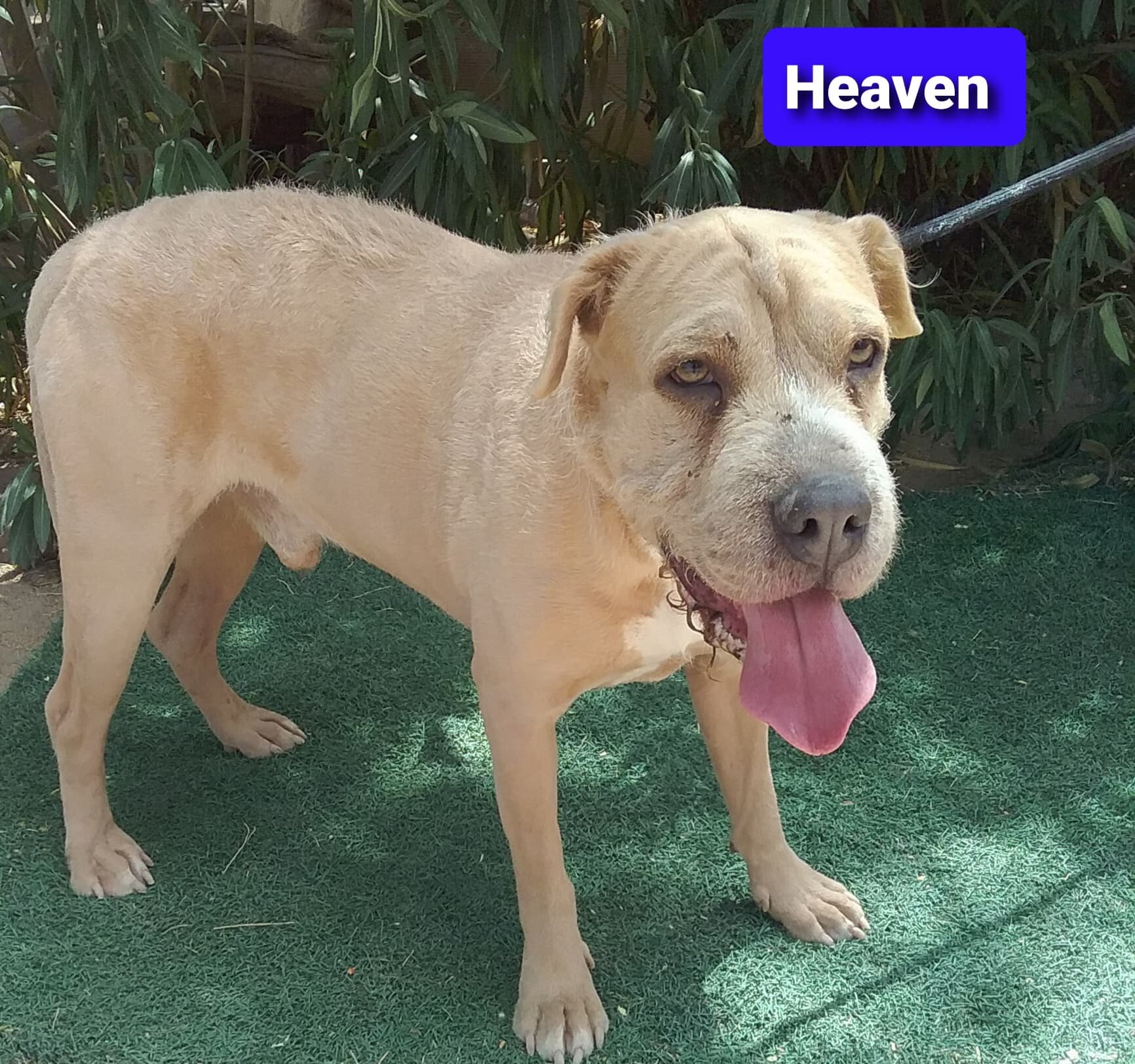 Heaven, a Adoptable mixed breed in Las Vegas, NV image 2/4
