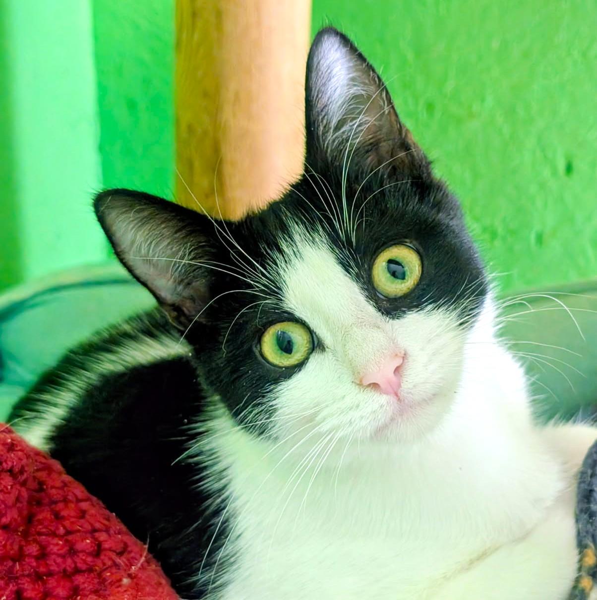Enlarge Alistair and Annette, Lots of Fun, a Adoptable Domestic Short Hair in Newport, WA image 2/6